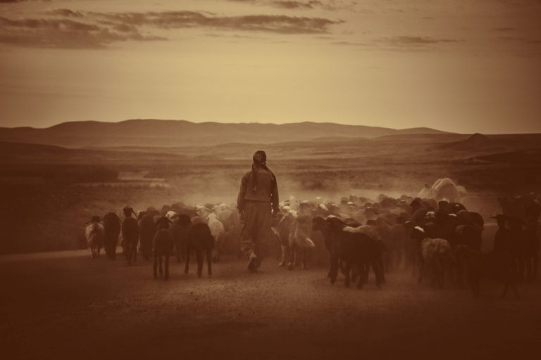 Read more about the article Shepherd geography