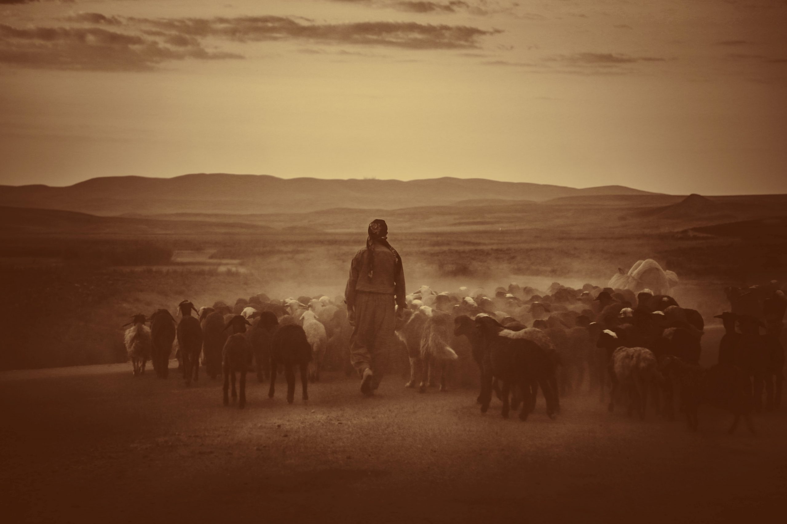 You are currently viewing Shepherd geography