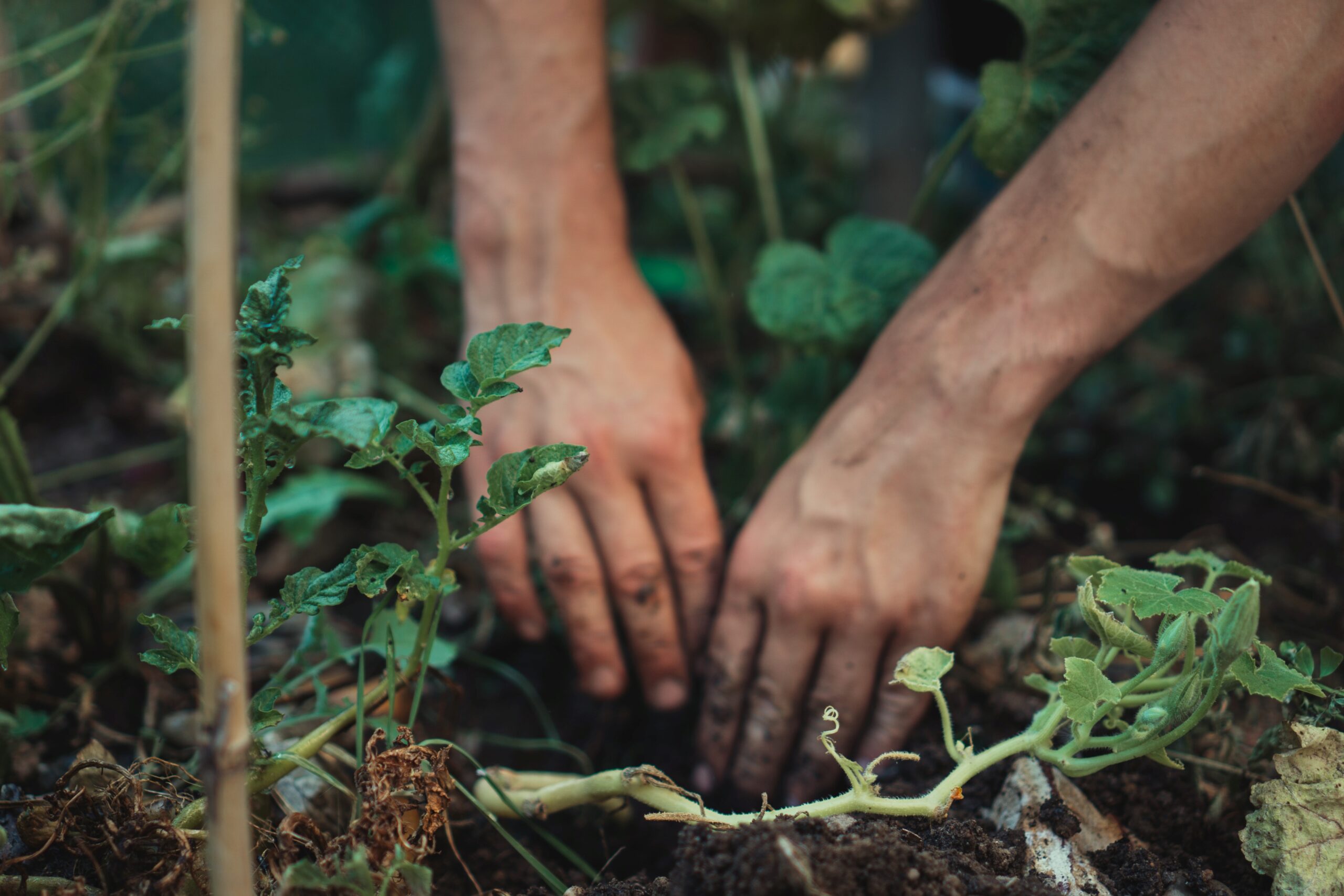 You are currently viewing Gardening always needed!