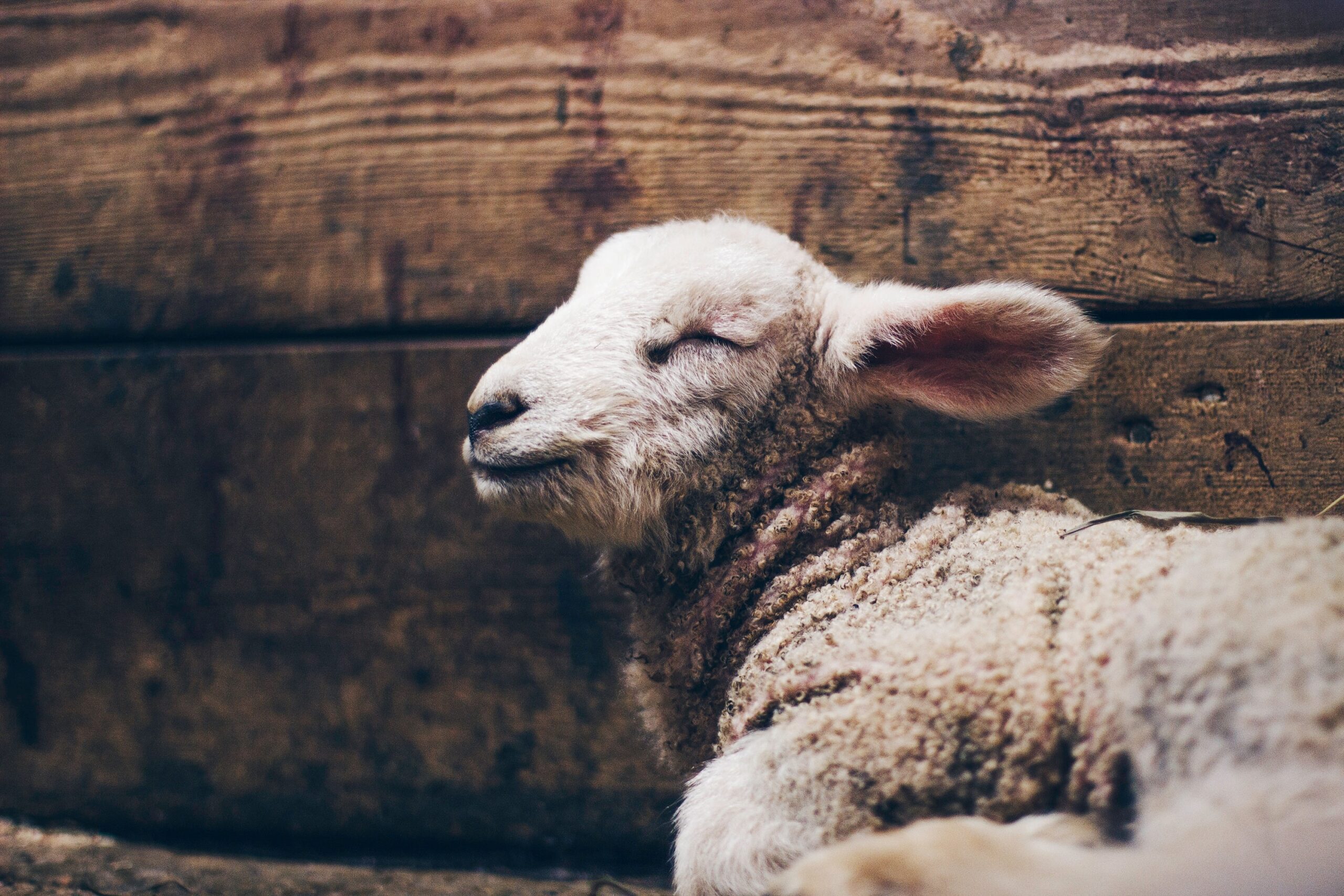 You are currently viewing The Lamb