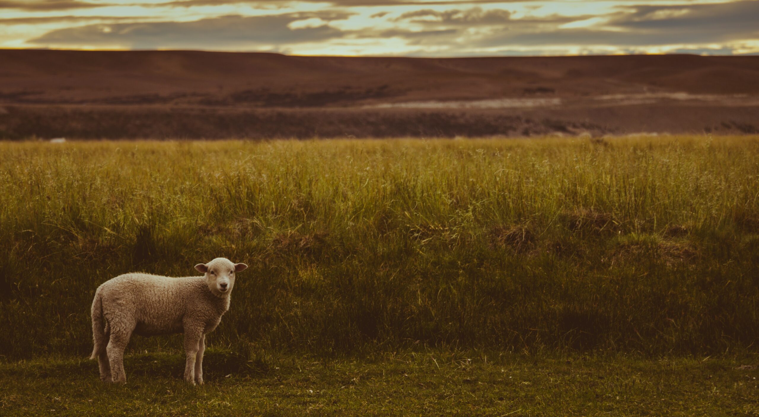 You are currently viewing The God who carries His flock