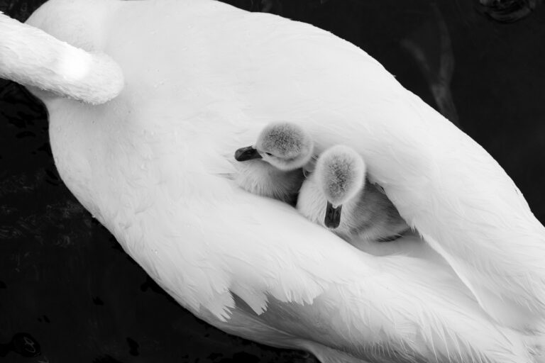 Read more about the article Under the sheltering wings