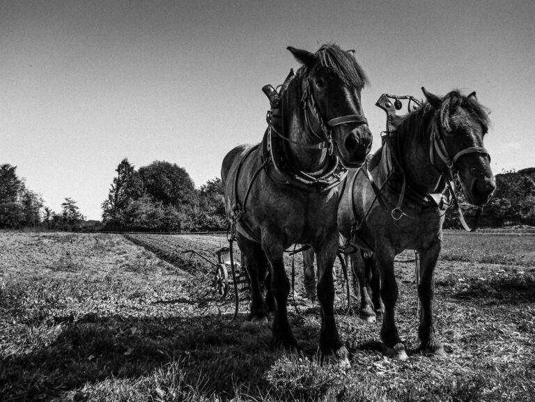 Read more about the article The parson and the ploughman – a searching story
